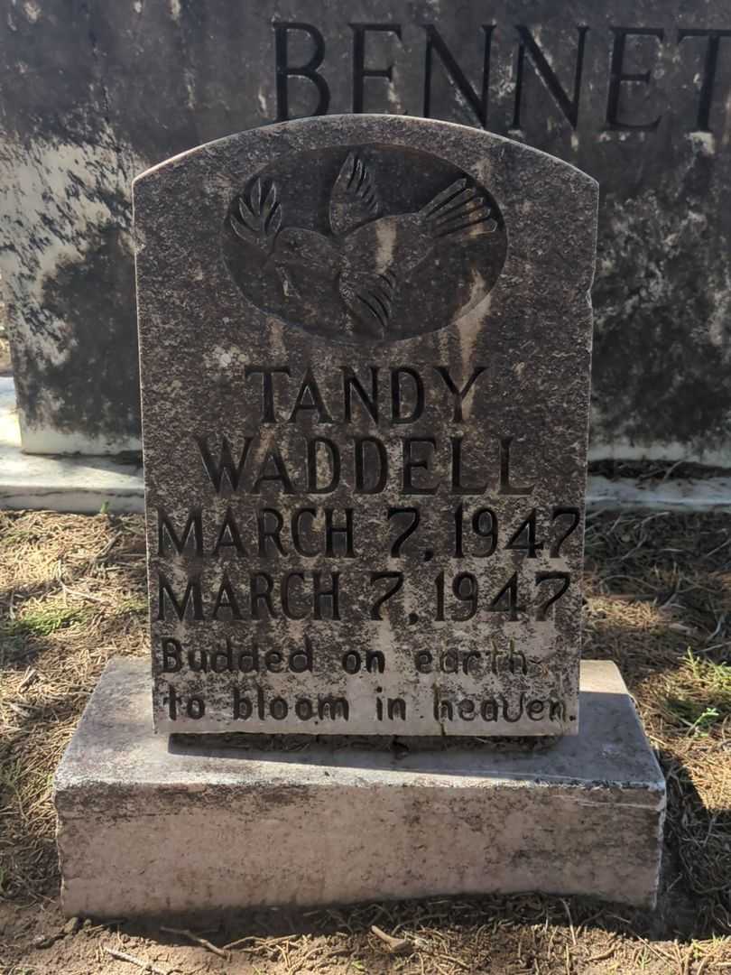 Tandy Waddell's grave. Photo 2